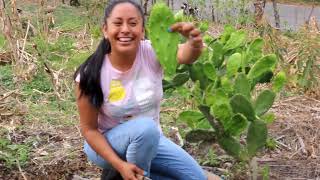 Cortando nopales en el campo. ✨💚✨