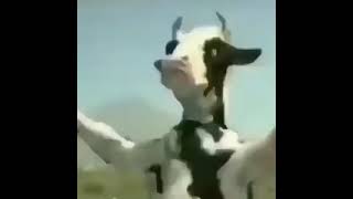 Cow Kung Fu