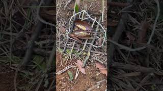 Dove bushcraft traps that actually work to catch your dinner while in survival