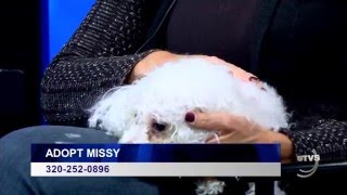 UTVS Pet of the Week: Missy