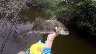 Using Fiddler Crabs in St. Petersburg, FL for Black Drum and Sheepshead!