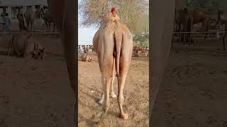 Camel #camel #youtubeshorts #youtubevideos #animals