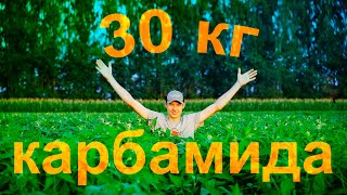 Соя на стероидах: 30 кг Карбамида | Полигон Агро