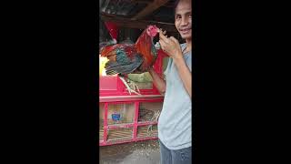 Proses pengiriman Ayam Filipin Ke Pulau Sangihe