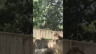 🦁🔥 Roar-tastic Encounter: Epic Lion Encounter at the zoo!