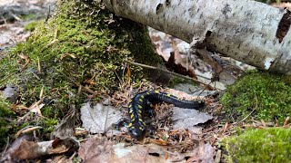 How to forage for SALAMANDERS.