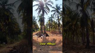 1 Acre Coconut Farm Land Sale in Near Bengaluru, Charan 7338474634 #farmland #bengaluru #landforsale