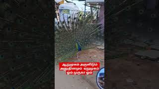 ARUMUGAM ARULIDUM ANUTHINAMUM ERUMUGAM, ஆறுமுகம் அருளிடும் அனுதினமும்  ஏறுமுகம், ஓம் முருகா ஓம்