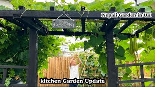 Garden Update | Dalle Khursani Update | Bottle Gourd | Akabare | Lauki | Gardening |Nepali Family UK