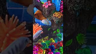 Colorful surprise eggs with fish, turtle, lobster #fish #surpriseeggs #satisfying