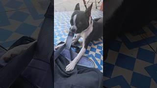 Dog Eats Laptop Bag 2