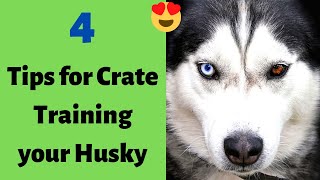 4 Most Important Tips For Crate Training Your Husky (You Just Need Them Only)