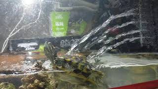 A Funny Red-Eared Slider Turtle Enjoying The Water Spa