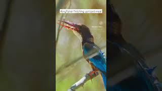 White Throat Kingfisher  finishing up his meal. Lizard for breakfast. #subscribe #shorts #kingfisher