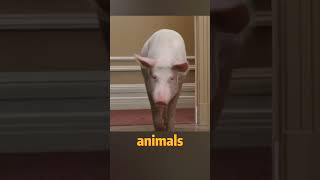 The animals' personal doctor #motivation #shorts #short