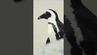 Waddling Wonders Exploring the Fascinating World of Penguins Wildlife Documentary