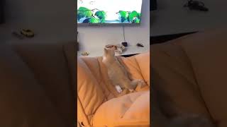 Baby Cats - Cute and Funny Cat Videos #cat#tiktok#shorts (9)