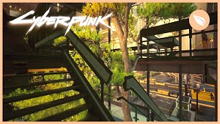 CYBERPUNK 2077 Zen Garden in Corpo Plaza | Nature + Night City Ambience | 1 HOUR