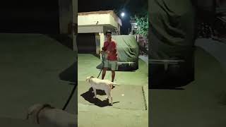 Late Night Dog Walk#viral #puppyvideos #dog #puppy #dogbreed @Crazypartner2