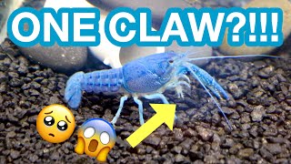 CRAYFISH WITH ONE CLAW?!