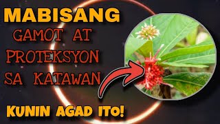 HALAMANG GAMOT, NAPAKABISANG PANG PROTEKSYON SA KATAWHAN/LIHIM NA KAALAMAN