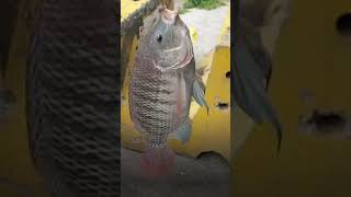 Pink na MALAPAD NA TILAPIA, Kumagat sa pamain kong tinapay😱😱😱 #hectortvvlogs