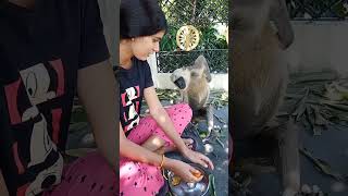 lakdi aur bandar ki dosti#monkey #shorts