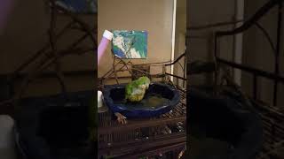 Too cute!  Pet bird takes a bath! :)