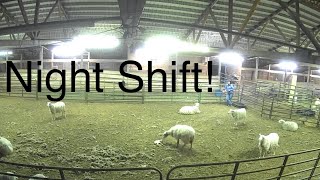 Lambing diaries: Late night lambing vlog 581