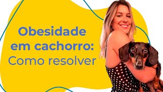 OBESIDADE EM CACHORRO: COMO IDENTIFICAR E RESOLVER