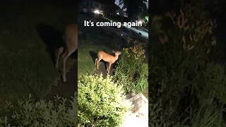 🦌又来了又来了😱#funny #deer#animals