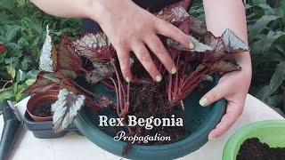 How to Divide Rex Begonia | Begonia Rex Propagation | Beautiful Indoor Plant