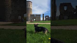 #Zviretice #history #travel #zricenina #hrad #zamek #dog