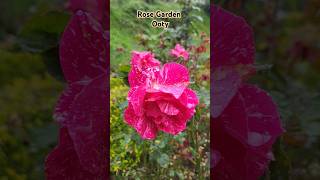 Ye rose kitne ka hai #shorts #rosegarden #ooty #ootytrip #shortsvideo