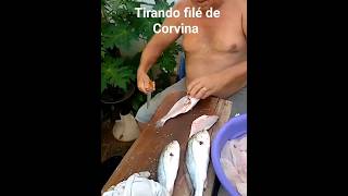 tirando filé de corvina #fish #pescador #fishing #piau #corvina #rio #filé