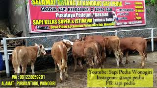 UPDATE HARGA SAPI TERBARU ‼️ BETINA SUPER 10 JUTAAN ‼️GROSIR SAPI BERGARANSI & TANPA CALO