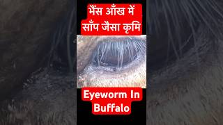 Eye Worm in Buffalo || भैंस की आँख में कीड़ा ।। Dr Suresh Jangir #veterinary