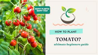 🍅🍀 How to Plant Tomato: Ultimate Beginner's Guide