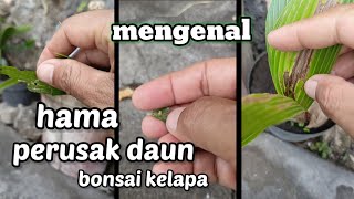 mencari hama perusak daun bonsai kelapa