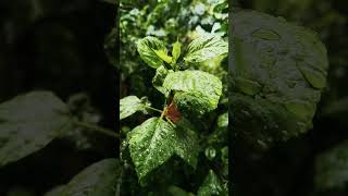 Relaxing rain on leaves 🌧️❤️🎧#rain #relax #sleepmusic #sleep #shorts #shortvideo