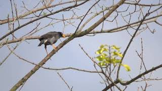 Birds taking off - RX10 IV 960fps slow motion