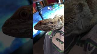 ASMR Beardie Preview