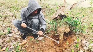 Ngebolang Bakalan Bonsai Beringin dan Serut Musim Liburan