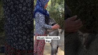 Hanım anne ve can dostu Bige.         #keşfet #kangal #bizbirlikdemutluyuz #doğa