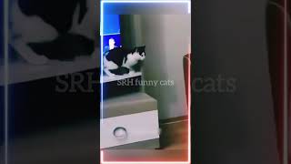 🐱 Funny cat videos | cute cats | Try not to laugh | Cat videos Compilation #shorts  🐈