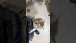 Angel kitten climbs a jeans tower