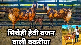 सिरोही हेवी वजन वाली बकरीया @How to start goat/farming @India's largest goat/farming #lowprice