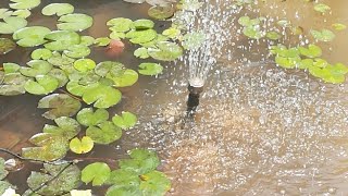 Water Lilies In Pond