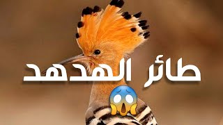 رجل يصدم بسيارته طائر الهدهد فقرأ عليه آيات من( الذكر الحكيم )