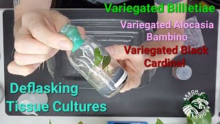 Deflasking Tissue Cultures - My Methods